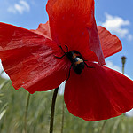 La tête dans le coquelicot by mary maa - Aurel 84390 Vaucluse Provence France