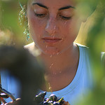 Vendanges by jean-louis zimmermann - Châteauneuf-du-Pape 84230 Vaucluse Provence France