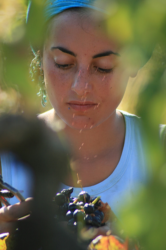 Vendanges par jean-louis zimmermann