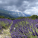 Virée autour du Mont Ventoux. On débute par le versant Nord by mary maa - Brantes 84390 Vaucluse Provence France