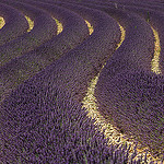 Serpentins de lavandes - Couleurs et graphisme au naturel par bobpado - Valensole 04210 Alpes-de-Haute-Provence Provence France