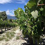 Le raisin tout vert et le Mont-Ventoux en fond par gab113 - Mormoiron 84570 Vaucluse Provence France