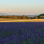 Paysage coloré de Réauville en Drôme provençale by sergegoujon - Réauville 26230 Drôme Provence France