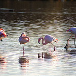 Le silence des flamants roses by orcas.world - Saintes Maries de la Mer 13460 Bouches-du-Rhône Provence France