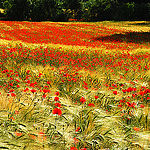 L'invasion des Coquelicots par Josiane D. -   provence Provence France