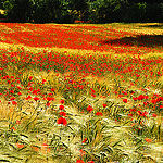 L'invasion des Coquelicots by Josiane D. -   provence Provence France