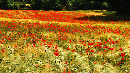 L'invasion des Coquelicots par Josiane D.