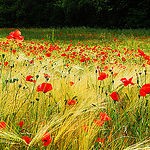 Amapolas par Josiane D. -   provence Provence France