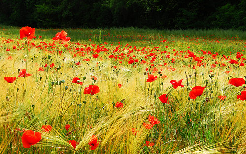 Amapolas par Josiane D.