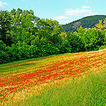 Pigeon loft and poppies by Josiane D. -   provence Provence France