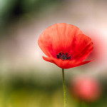 Le printemps fragile - coquelicot par frederic.gombert - Aix-en-Provence 13100 Vaucluse Provence France