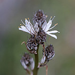 L'asphodèle - fleurs by Christian8340225 -   provence Provence France