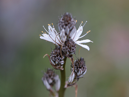 L'asphodèle - fleurs by Christian8340225