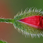 Coquelicot - S'ouvrir au monde by leathomson83 -   provence Provence France