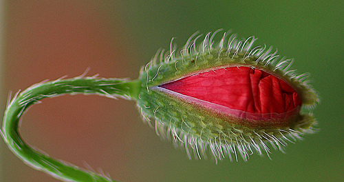 Coquelicot - S'ouvrir au monde par leathomson83