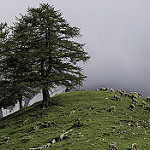 Le col du Parpaillon et ses moutons - montagne by Duez05 - Crevoux 05200 Hautes-Alpes Provence France