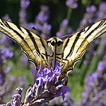 Scarce Swallowtail on lavender par GéCau - Valensole 04210 Alpes-de-Haute-Provence Provence France