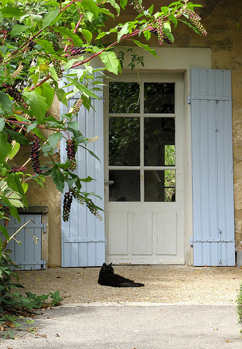 Chat à Ménerbes par mistinguette18