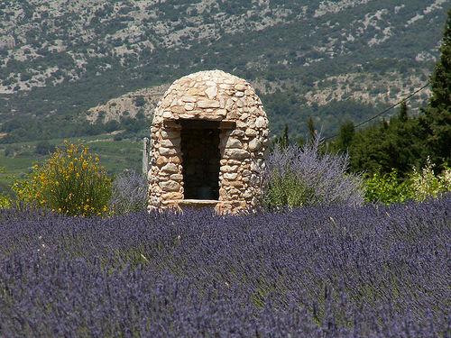 Borie et champs de lavance en Provence by by_irma