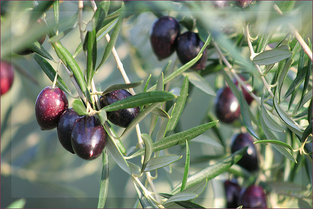 It's time to go and get some oil ! (provence - ville) par Turquoise Bleue