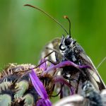 Papillon - Demi Deuil by bernard.bonifassi -   Alpes-Maritimes Provence France