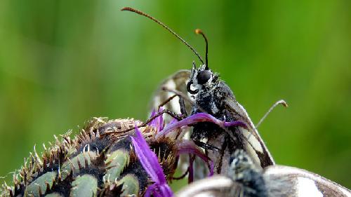 Papillon - Demi Deuil by bernard.bonifassi