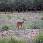 Biche de provence - une belle rencontre du soir par Emmanuel Saur -   provence Provence France