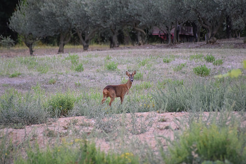 Biche de provence - une belle rencontre du soir by Emmanuel Saur