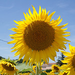 Enorme tournesol ! par Elisabeth85 -   provence Provence France