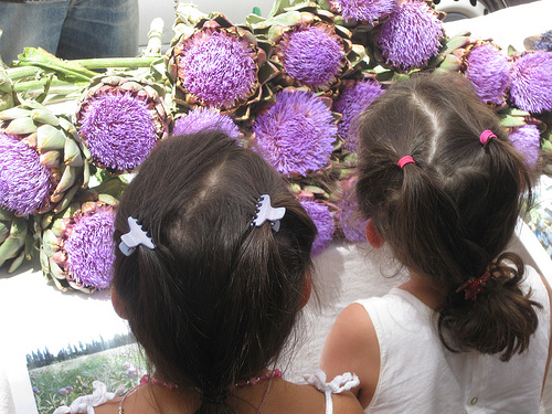 Saint Rémy de Provence - Purple artichokes flowers par Andrew Findlater