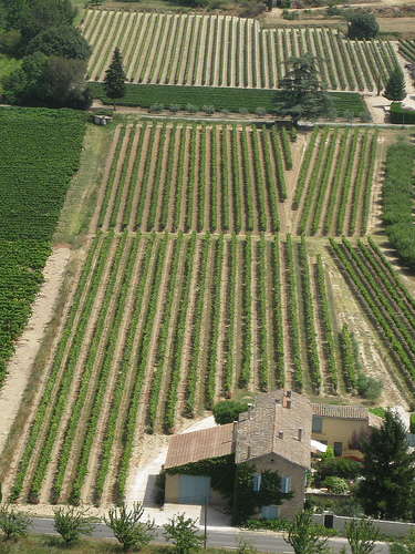 Les vignes bien alignées de Menerbes par Andrew Findlater