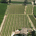 Les vignes bien alignées de Menerbes par Andrew Findlater - Ménerbes 84560 Vaucluse Provence France
