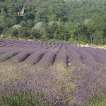 Lavender Field near Abbey of Senanque by Andrew Findlater - Gordes 84220 Vaucluse Provence France