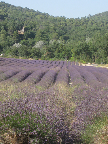 Lavender Field near Abbey of Senanque by Andrew Findlater