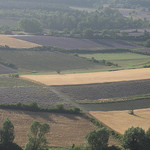 Landscape : lavender fields from Sault - Provence by Andrew Findlater - Sault 84390 Vaucluse Provence France