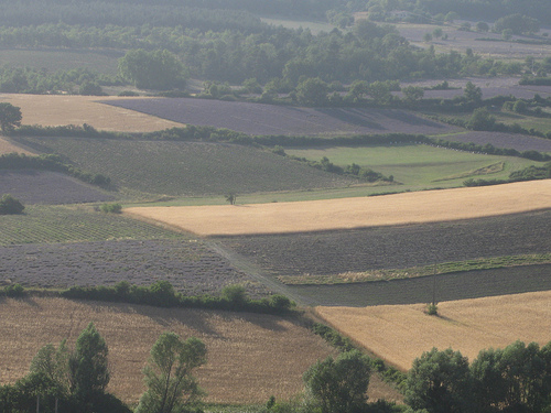 Landscape : lavender fields from Sault - Provence by Andrew Findlater