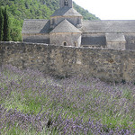 Abbey of Senanque and lavender fields par Andrew Findlater - Gordes 84220 Vaucluse Provence France