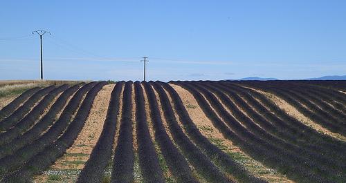 Champs de Lavande à Valensole by flyingdog