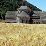 L'abbaye de Sénanque sur champs de blé par Mattia Camellini - Gordes 84220 Vaucluse Provence France