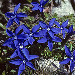 Short-leaved Gentian- Gentiana brachyphylla by linanjohn -   Hautes-Alpes Provence France