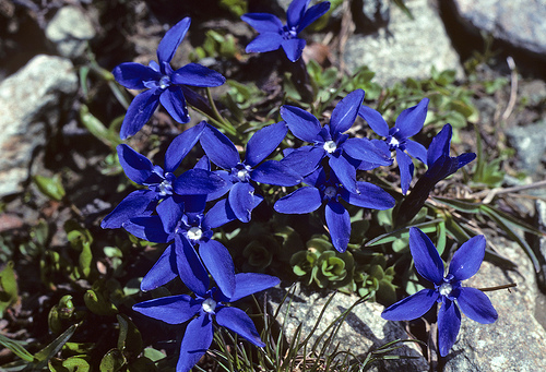 Short-leaved Gentian- Gentiana brachyphylla by linanjohn