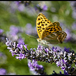 Papillon jaune qui aime la Lavande by Michel-Delli -   provence Provence France