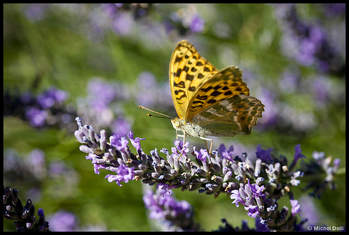 Papillon jaune qui aime la Lavande par Michel-Delli