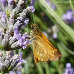 Hesperiides et fleurs de Lavande par canelle*cinnamon ☼ -   provence Provence France