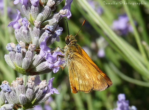 Hesperiides et fleurs de Lavande par canelle*cinnamon ☼