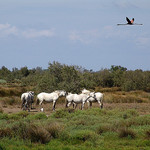 Paysage de Camargue by Mattia Camellini - Saintes Maries de la Mer 13460 Bouches-du-Rhône Provence France