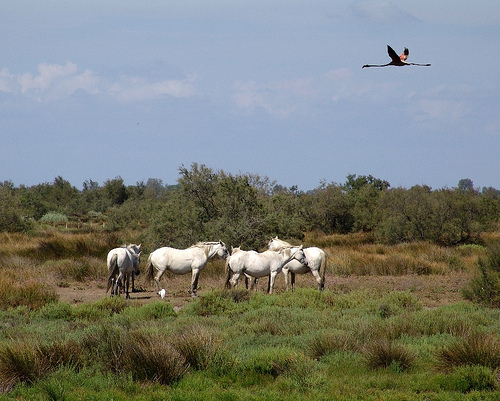 Paysage de Camargue par Mattia Camellini