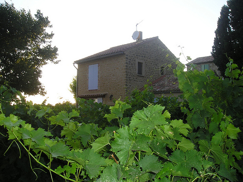 Vigne à Beaumes De Venise by nikian2010