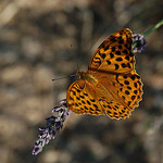 Papillon Mariposa sur un brin de lavande by Gatodidi -   Vaucluse Provence France