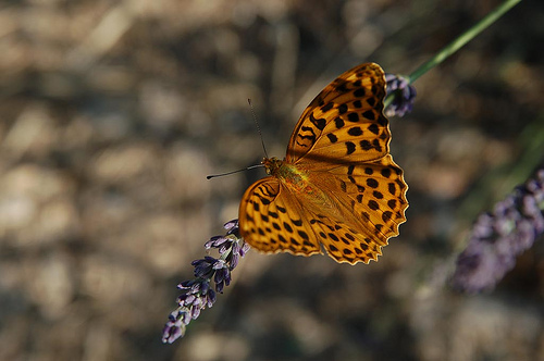 Papillon Mariposa sur un brin de lavande par Gatodidi